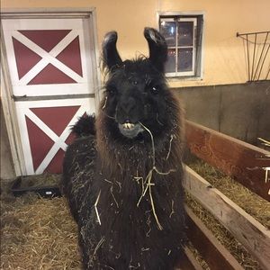 Meet your Posher, Markmark